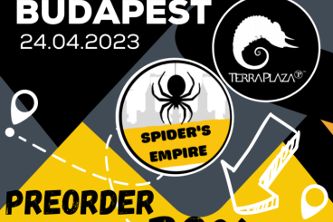Spiders and Scorpions kaufen und verkaufen Photo: TERRAPLAZA SHOW 23.04 [PREORDER -20%] *AVICULARIA HIRSHII*