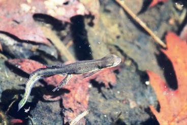 newts and salamanders kaufen und verkaufen Photo: Suche Notophthalmus viridescens viridescens