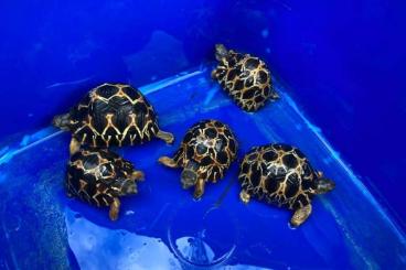 Landschildkröten kaufen und verkaufen Foto: Strahlenschildkröten Astrochelys radiata