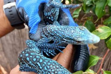 Monitor lizards kaufen und verkaufen Photo: Blue Tree monitors (Varanus macraei)