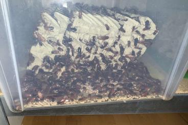 Futtertiere kaufen und verkaufen Foto: Shelfordella lateralis / Schokoschaben / red runner roaches Futtertiere kaufen und verkaufen Foto: Shelfordella lateralis / Schokoschaben / red runner roaches