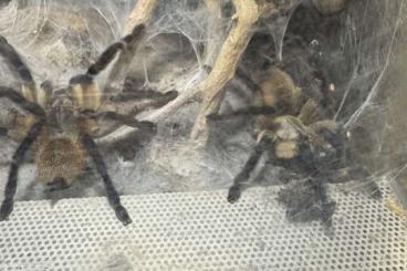 Vogelspinnen kaufen und verkaufen Foto: Monocentropus balfouri, communal of 5 subadults Vogelspinnen kaufen und verkaufen Foto: Monocentropus balfouri, communal of 5 subadults
