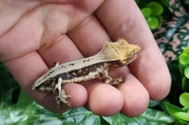 Geckos kaufen und verkaufen Photo: Crested geckos Correlophus ciliatus 