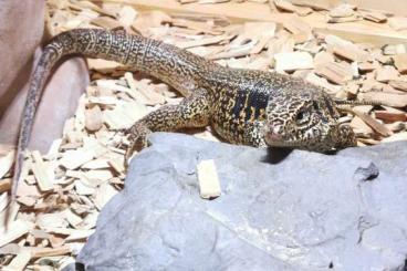 other lizards kaufen und verkaufen Photo: Tupinambis teguixin Goldteju 1.0