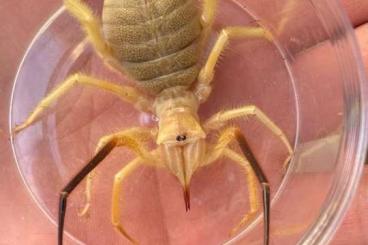 Insects kaufen und verkaufen Photo: Invertebrates Stocklist - June