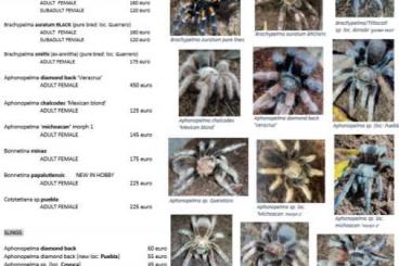 Vogelspinnen kaufen und verkaufen Foto: LOVE FOR TARANTULAS promo-list houten 19/9