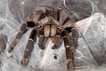 - bird spiders kaufen und verkaufen Photo: Biete verschiedene unbestimmte Vogelspinnen 