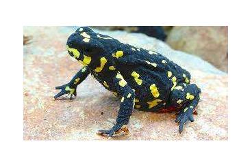 frogs kaufen und verkaufen Photo: Gezocht Melanophryniscus klappenbachi / stelzneri 