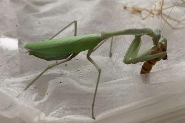 Insects kaufen und verkaufen Photo: Mantiden, pseudocreobotra wahlbergii