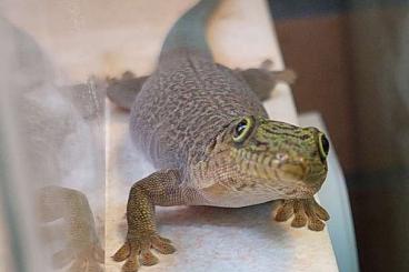 Lizards kaufen und verkaufen Photo: Phelsumen und andere Geckos zur Abgabe