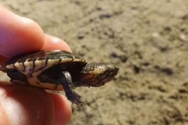 Sumpfschildkröten kaufen und verkaufen Foto: KINOSTERNON LEUCOSTOMUM ....
