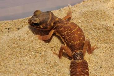 Geckos kaufen und verkaufen Foto: Verkaufe meine Nephrurus Levis Geckos kaufen und verkaufen Foto: Verkaufe meine Nephrurus Levis