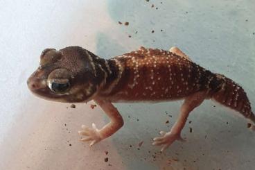 Geckos kaufen und verkaufen Photo: Nephrurus Levis Levis cb 12/2021 für Hamm