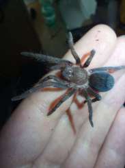 - bird spiders kaufen und verkaufen Photo: Cyclosternum schmardea