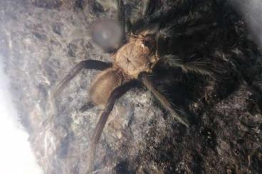 - bird spiders kaufen und verkaufen Photo: 1.0 Birupes simoroxigorum 