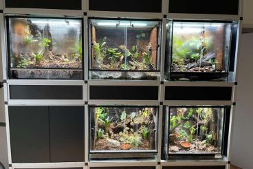Poison dart frogs kaufen und verkaufen Photo: Terrarienanlage Dendrobaten mit Besatz Alu Steckregal
