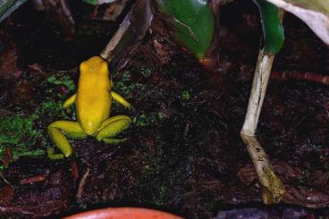 Poison dart frogs kaufen und verkaufen Photo: Phyllobates bicolor, 4er Gruppe, 3jährig