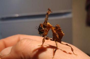 Insects kaufen und verkaufen Photo: Phyllocrania paradoxa, Mantiden, Gottesanbeterin