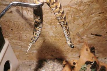Venomous snakes kaufen und verkaufen Photo: Angebote, schnell sein lohnt sich