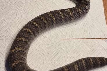 Venomous snakes kaufen und verkaufen Photo: Mehrere Schlangen zur Abgabe