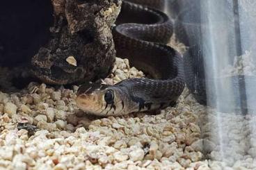Schlangen kaufen und verkaufen Foto: Drymarchon melanurus "Blacktail" Indigonatter