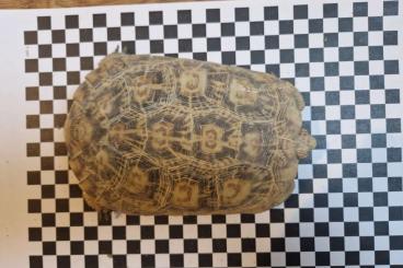 Tortoises kaufen und verkaufen Photo: Spaltenschildkröten Malacochersus tornieri 1.3