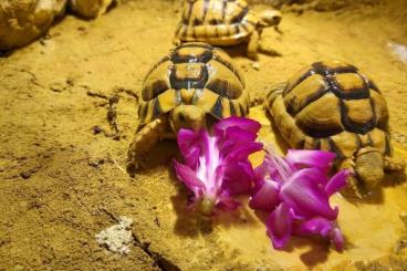 Landschildkröten kaufen und verkaufen Foto: Testudo Kleinmanni Männchen 2020
