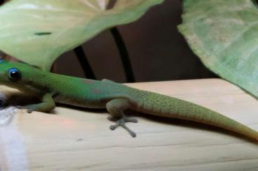 Geckos kaufen und verkaufen Photo: 0.0.3 phelsuma laticauda laticauda ENZ