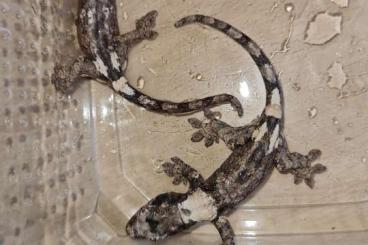 Lizards kaufen und verkaufen Photo: Offer for Houten or shipping worldwide DDI