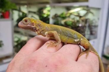 Lizards kaufen und verkaufen Photo: Iguanas iguana morphs       Hello Together,  I offer: