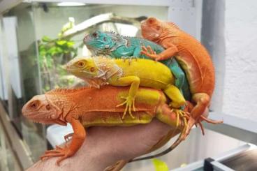 Echsen  kaufen und verkaufen Foto: Hello iguana community,  i can offer:  Axantic/Blue Yellow T- albino H