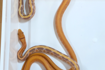 Nattern ungiftige kaufen und verkaufen Foto: Coelognathus Radiata 0.0.5 NZ 25 Nattern ungiftige kaufen und verkaufen Foto: Coelognathus Radiata 0.0.5 NZ 25