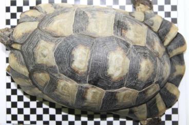 Tortoises kaufen und verkaufen Photo: Zuchtgruppe Testudo marginata 1.2