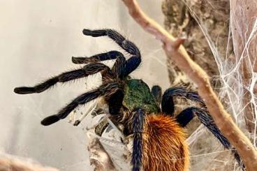 - bird spiders kaufen und verkaufen Photo: Achtung verkaufe ein paar Vogelspinnen 