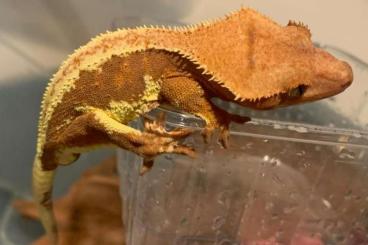 Geckos kaufen und verkaufen Foto: High Red Lily White Kronengecko