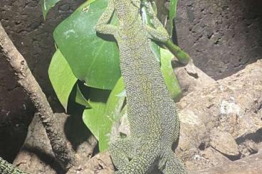 Echsen kaufen und verkaufen Foto: Verkaufe Varanus kordensis 1.1 Echsen kaufen und verkaufen Foto: Verkaufe Varanus kordensis 1.1