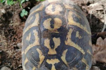 Tortoises kaufen und verkaufen Photo: Thh Varoise Südfrankreich gesucht