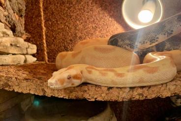 Snakes kaufen und verkaufen Photo: Schlangen +Terrarium abzugeben