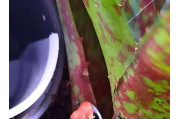 Poison dart frogs kaufen und verkaufen Photo: Looking for Escudo de Veraguas male