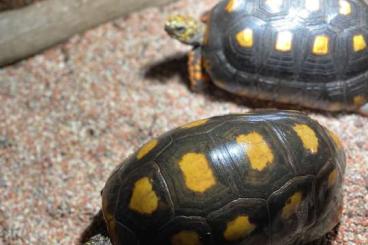 Landschildkröten kaufen und verkaufen Foto: Beautiful Chelonoidis carbonarius group for sale