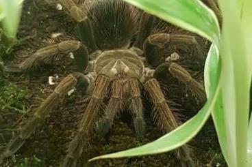 - bird spiders kaufen und verkaufen Photo: 110 EUR VB Pamphobeteus sp. mascara inkl. Terrarium komplett