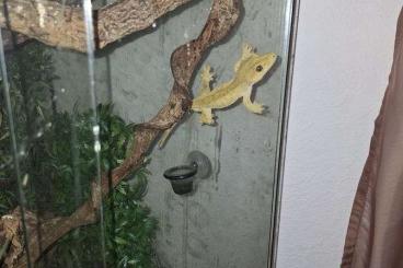 Geckos kaufen und verkaufen Foto: Kronengecko Männchen 10 Jahre