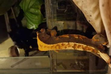 Geckos kaufen und verkaufen Photo: Biete Kronengeckos Correlophus ciliatus ENZ 2021