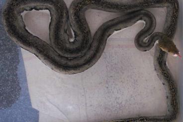Snakes kaufen und verkaufen Photo: Beautiful Reticulated python !!!