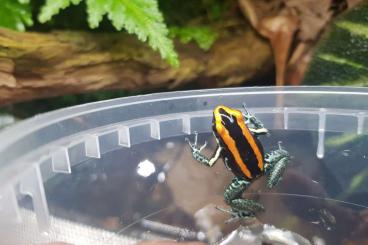 Poison dart frogs kaufen und verkaufen Photo: Phyllobates vittatus - Gestreifter Blattsteiger