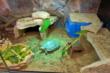 Tortoises kaufen und verkaufen Photo: Looking for a Female Malacochersus Tornieri