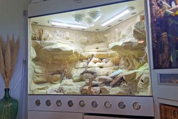 Enclosures kaufen und verkaufen Photo: Terrarium Felsrückwand 125x125x180