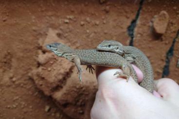 Monitor lizards kaufen und verkaufen Photo: VARANUS STORRI 0.0.2 aus 2023 Monitor lizards kaufen und verkaufen Photo: VARANUS STORRI 0.0.2 aus 2023