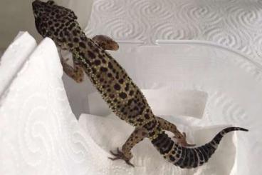 Geckos kaufen und verkaufen Foto: Leopardgecko aus Hobbyhaltung