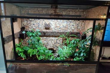 Enclosures kaufen und verkaufen Photo: Gebrauchtes Terrarium von Lucky Reptile zu verkaufen 